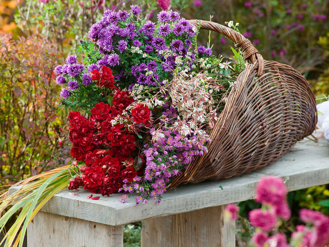 Korb mit frisch geschnittenen Aster (Herbstastern)