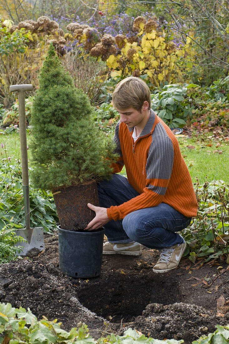 Man plants picea glauca 'Conica' (sugarloaf spruce) in the bed