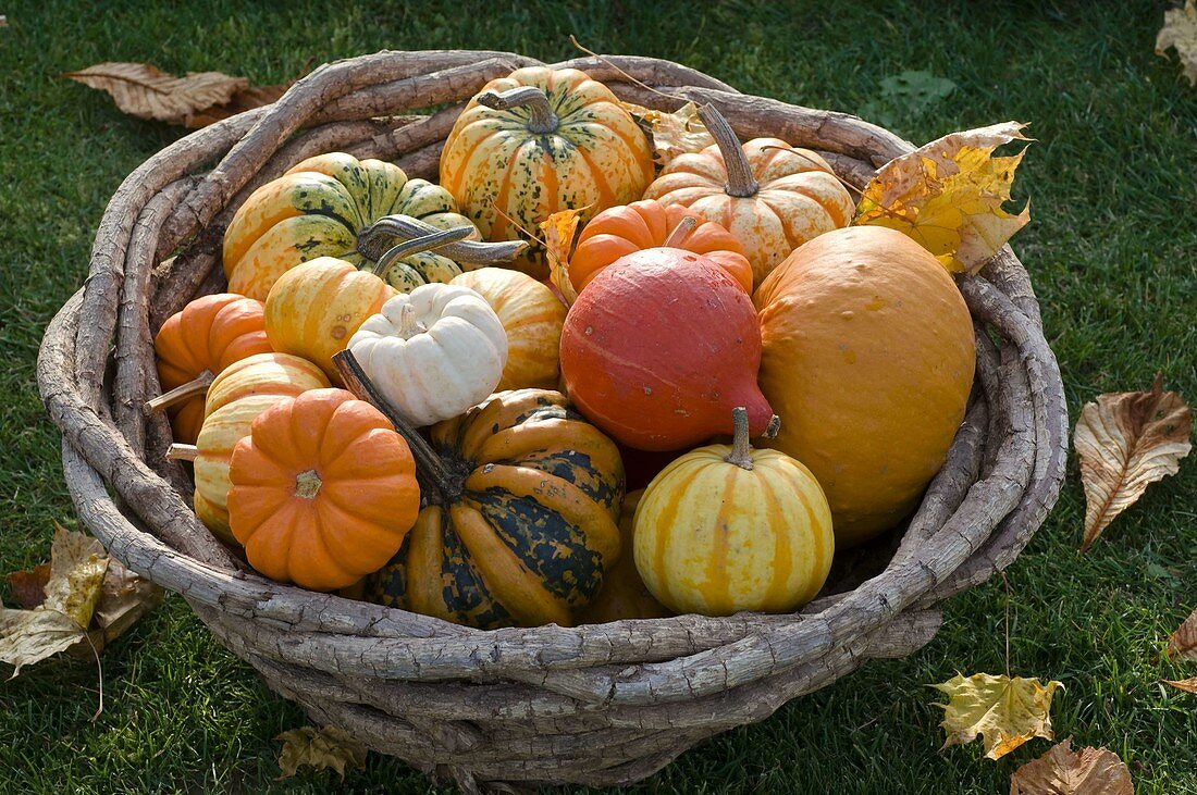 Basket with small pumpkin