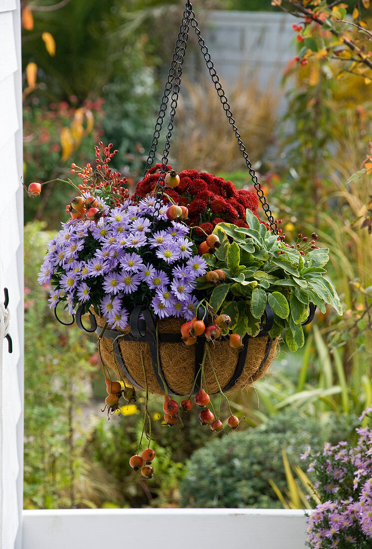 Hanging basket with coconut insert, Aster dumosus 'Sapphire'