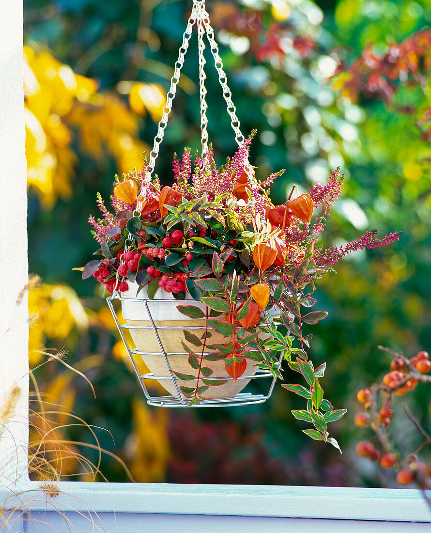 Ampel mit Hypericum moserianum 'Tricolor' (Johanniskraut)