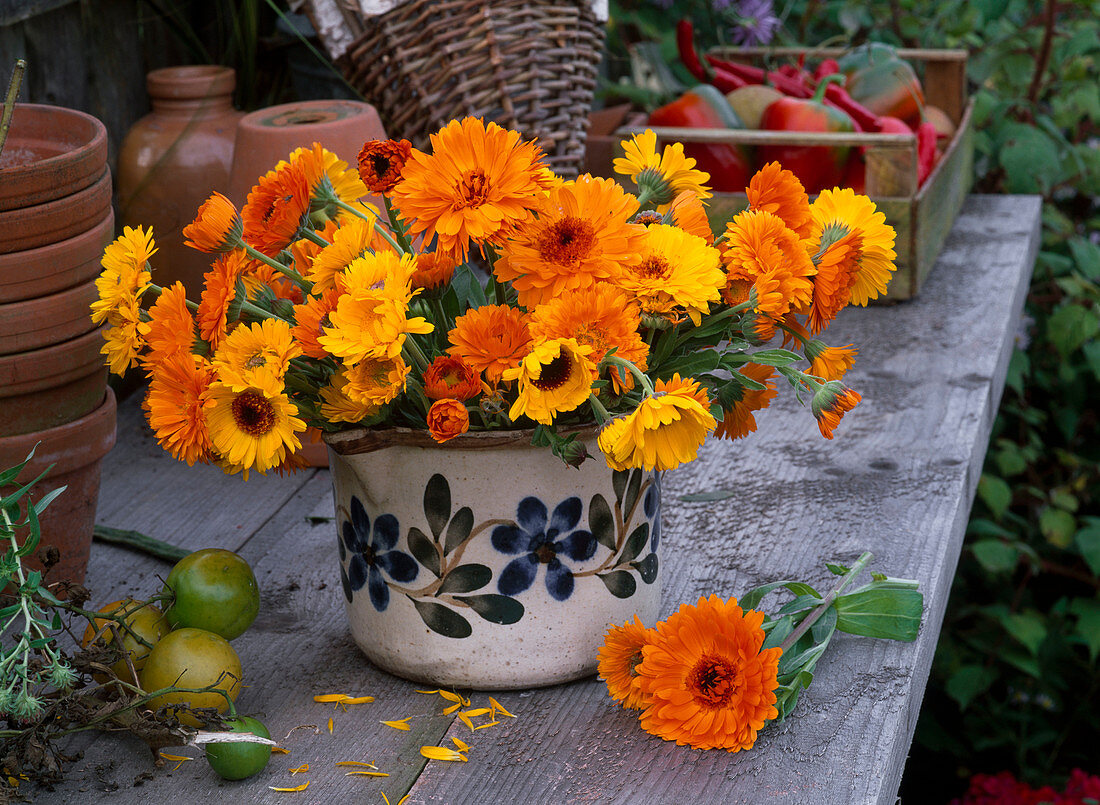 Strauß aus Calendula (Ringelblumen) in altem Milchtopf