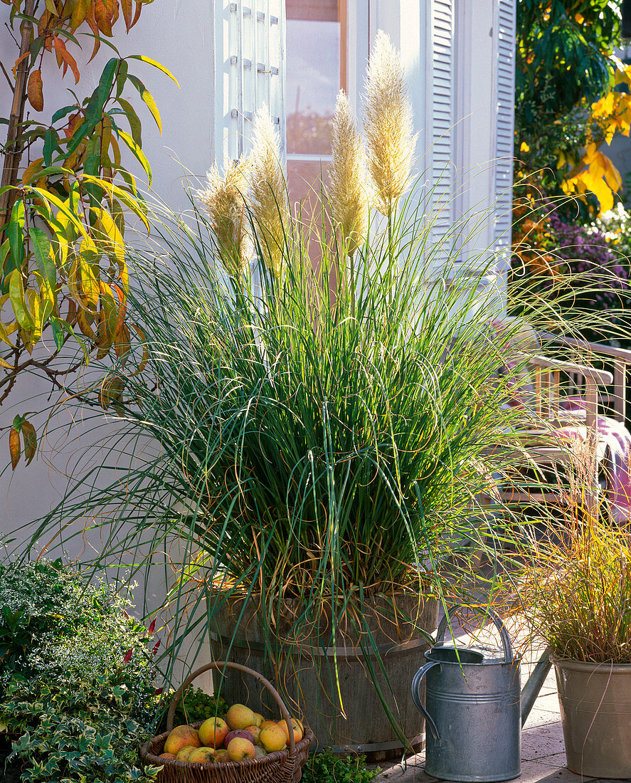 Cortaderia selloana 'Evita' (Zwerg - Pampasgras)