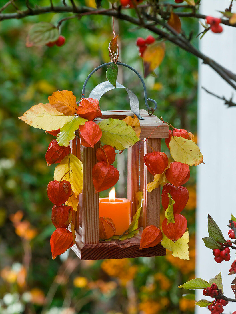 Lantern in the tree decorated with physalis (lantern flower)