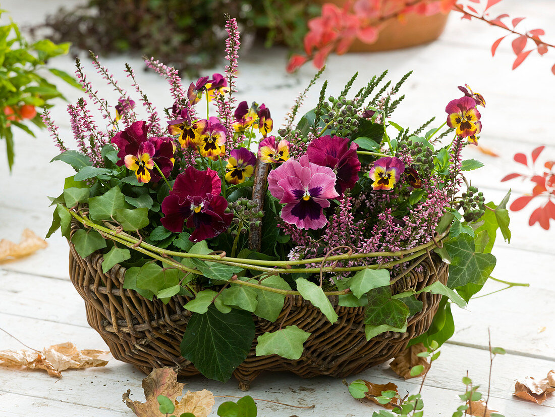Wicker basket planted with viola