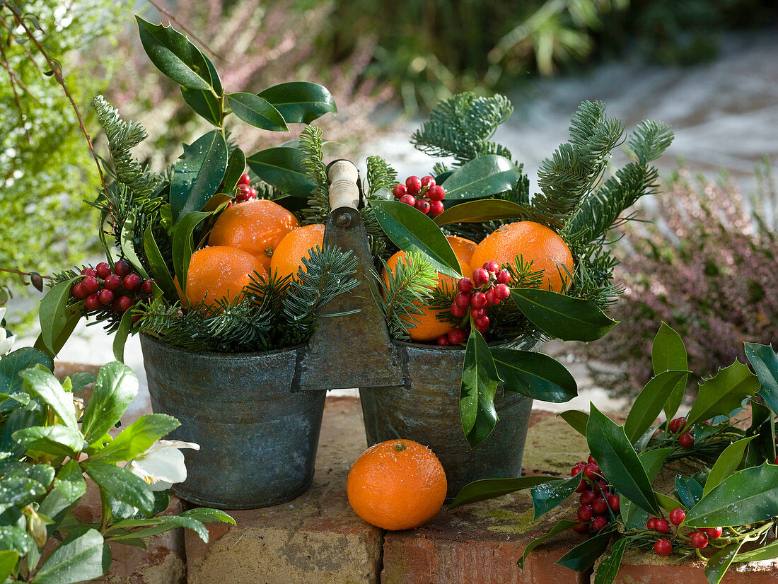 Doppeltopf aus Metall gefüllt mit Citrus (Mandarinen), Ilex (Stechpalme)