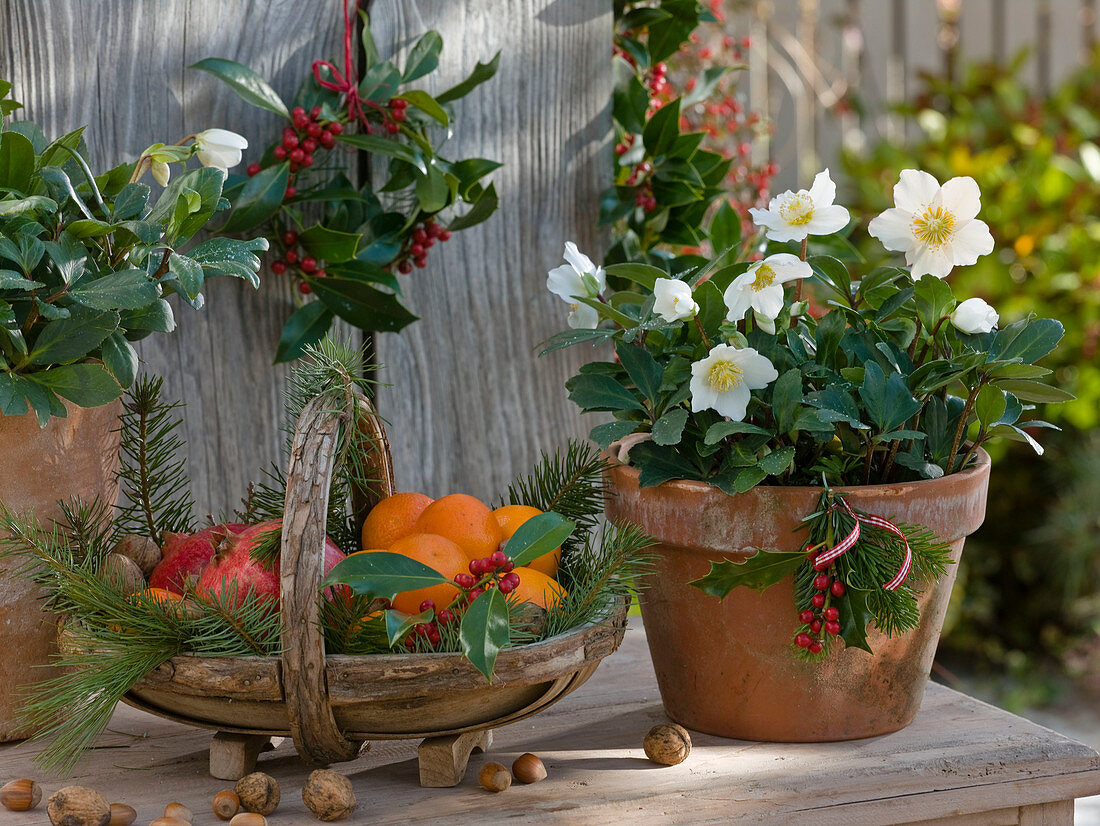 Helleborus niger (Christrosen) in Tontöpfen, Korb mit Citrus