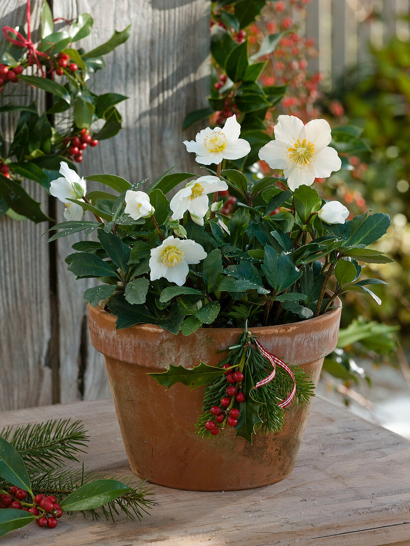 Helleborus niger (Christmas rose) in clay pot
