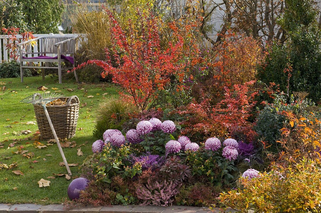 Herbstbeet mit Chrysanthemum grandiflorum (Herbstchrysanthemen)