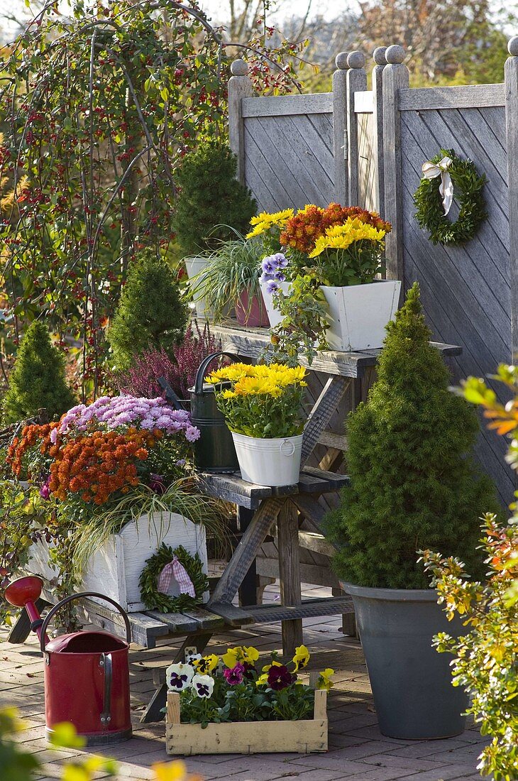 Treppenetagere mit Chrysanthemum (Herbstchrysanthemen)