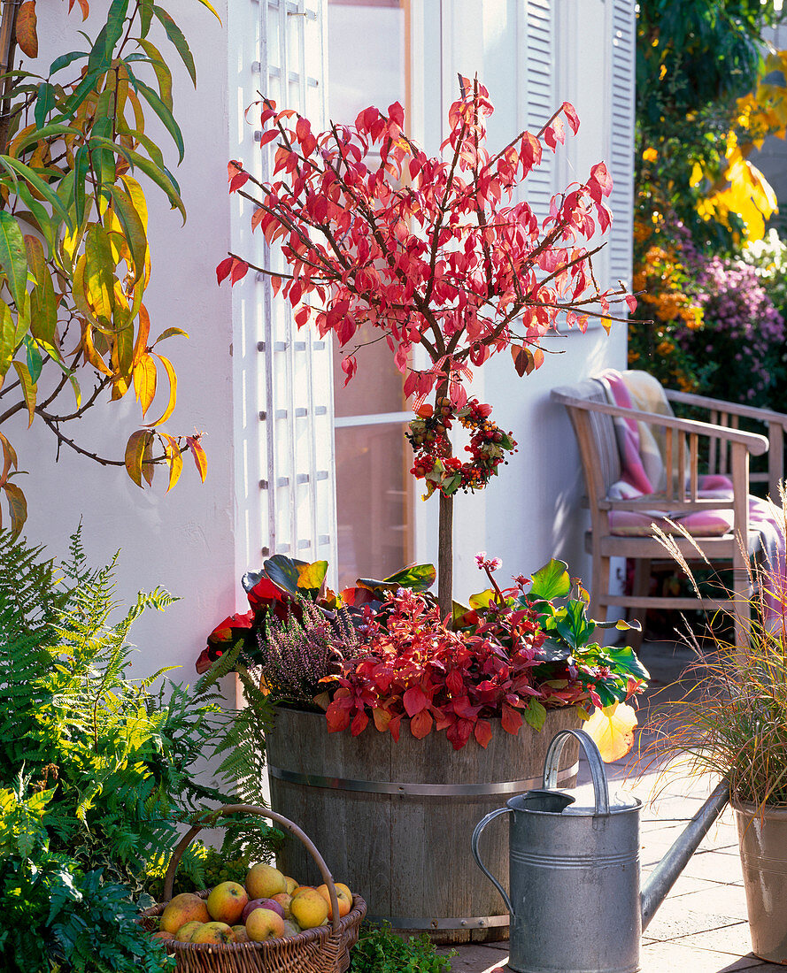 Wooden tub with Euonymus alatus in autumn