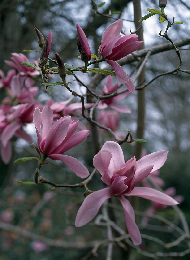 Magnolia liliiflora 'Nigra' (Purpur - Magnolie)