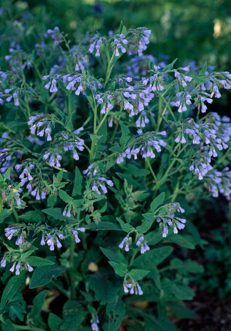 Symphythum grandiflorum 'Blaue Glocken' (Beinwell)