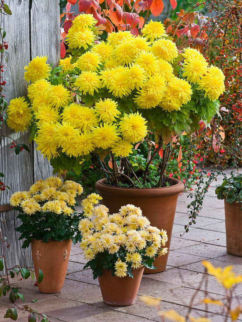 Chrysanthemum indicum (autumn chrysanthemum) in clay pots