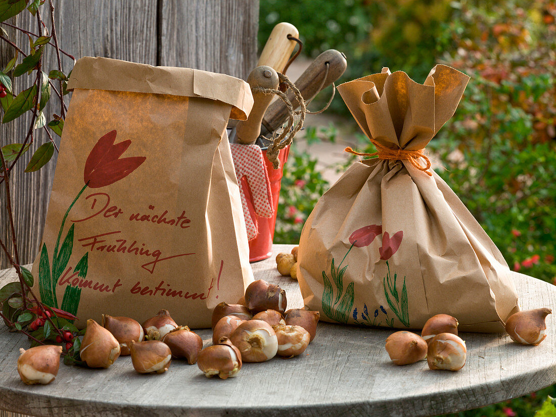 Tulipa (tulip), onions as a gift in paper bags