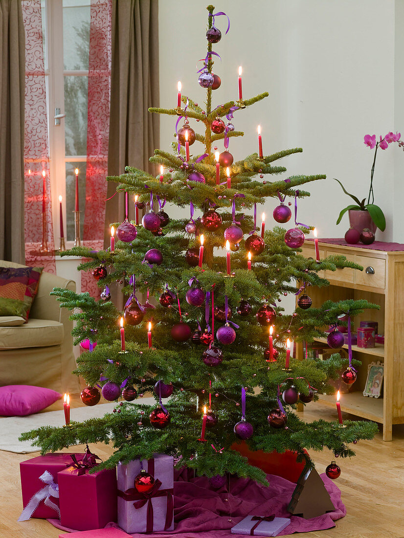 Abies nobilis (Nobilistanne) als Weihnachtsbaum