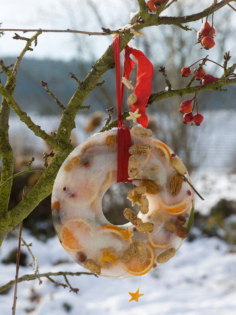 Homemade winter decoration orange slices and nuts frozen