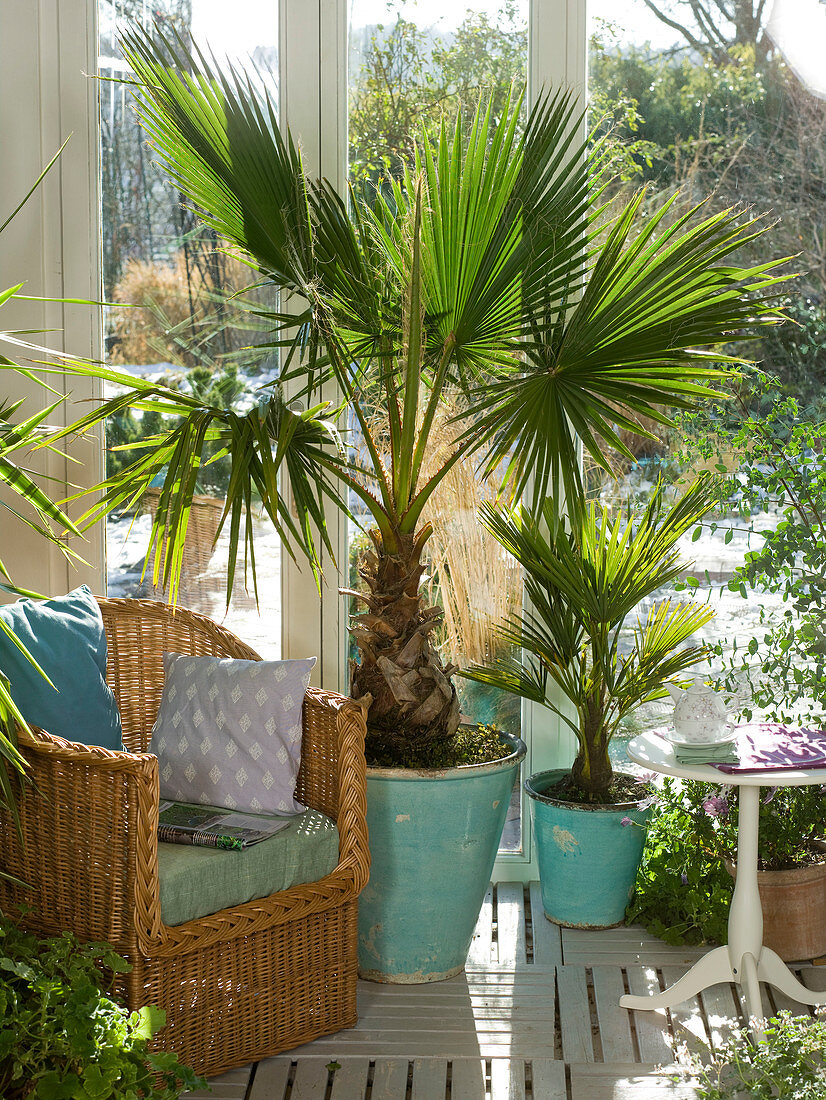 Wintergarten mit Washingtonia (Washington - Palme), Chamaerops