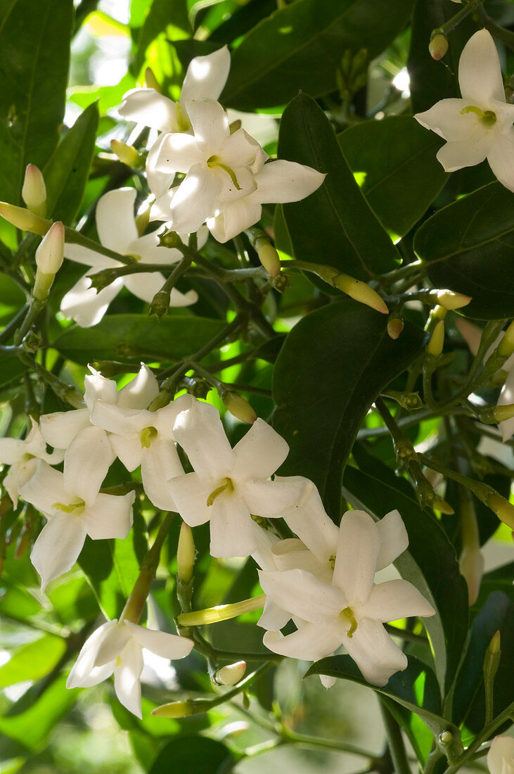 Jasminum azoricum (Madeira - Jasmin)
