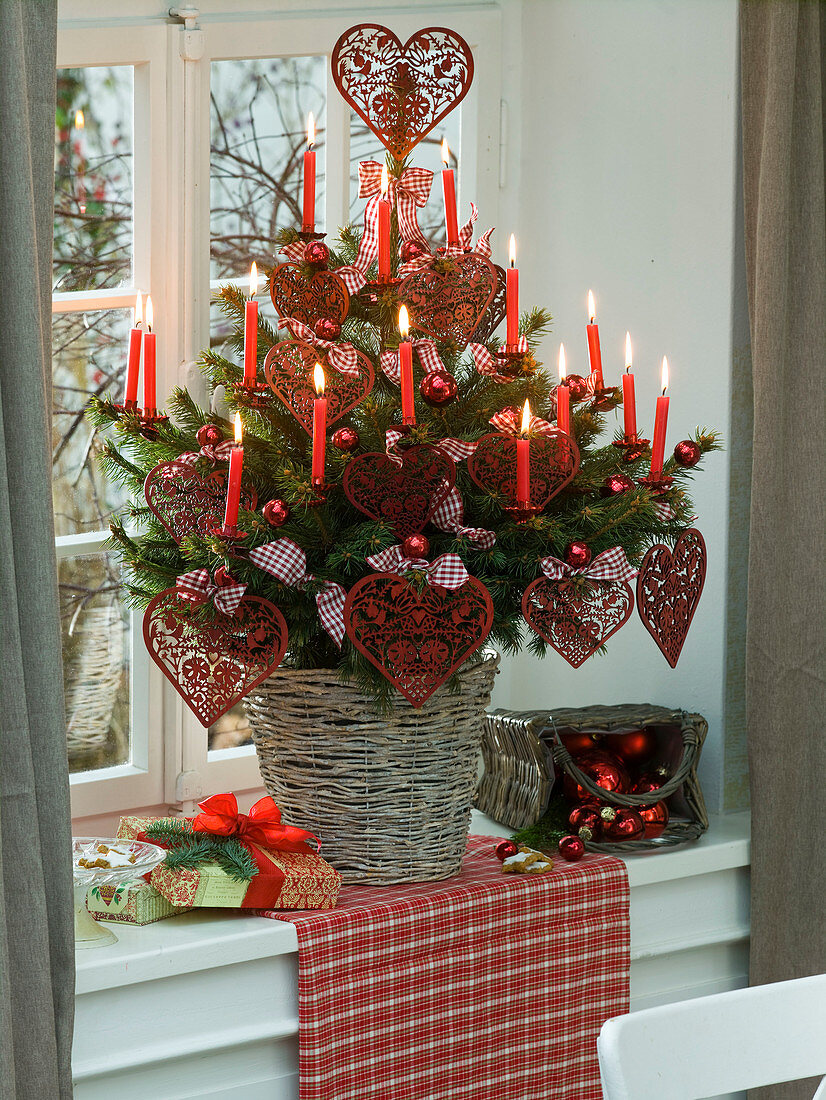 Picea pungens (Stechfichte) als lebendiger Weihnachtsbaum