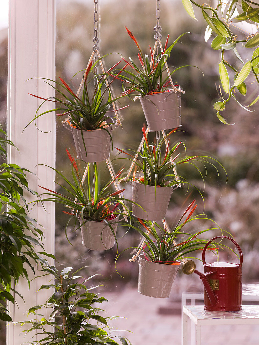 Tillandsia flabellata hung in small buckets in the window