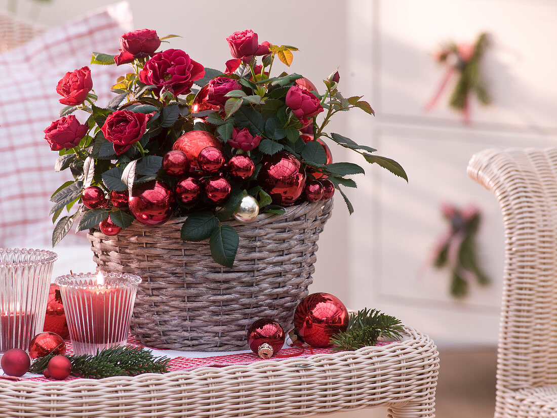 Rosa (Topf - Rosen) in Korb, weihnachtlich geschmückt