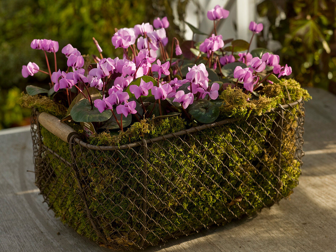 Cyclamen coum (Frühlings - Alpenveilchen) in Drahtkorb mit Moos