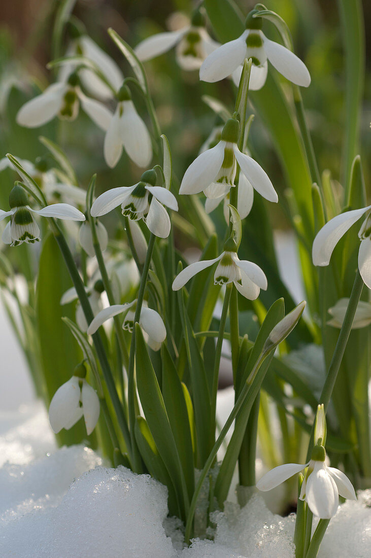 Galanthus nivalis (Schneeglöckchen) im Schnee