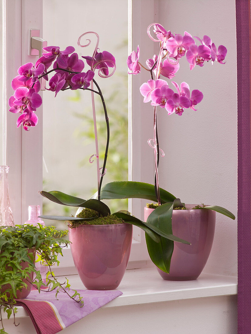 Phalaenopsis on orchid rods