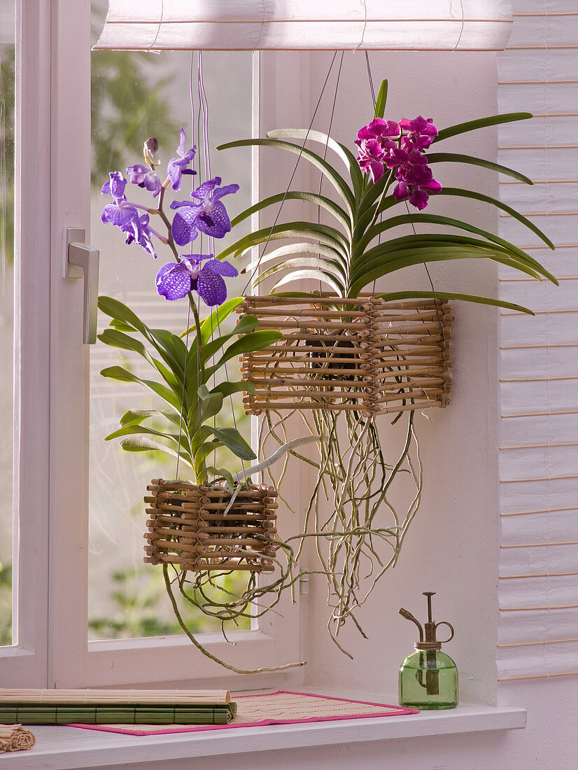 Vanda orchids in home-made bamboo basket – Acheter l'image – 12154943 ❘  living4media