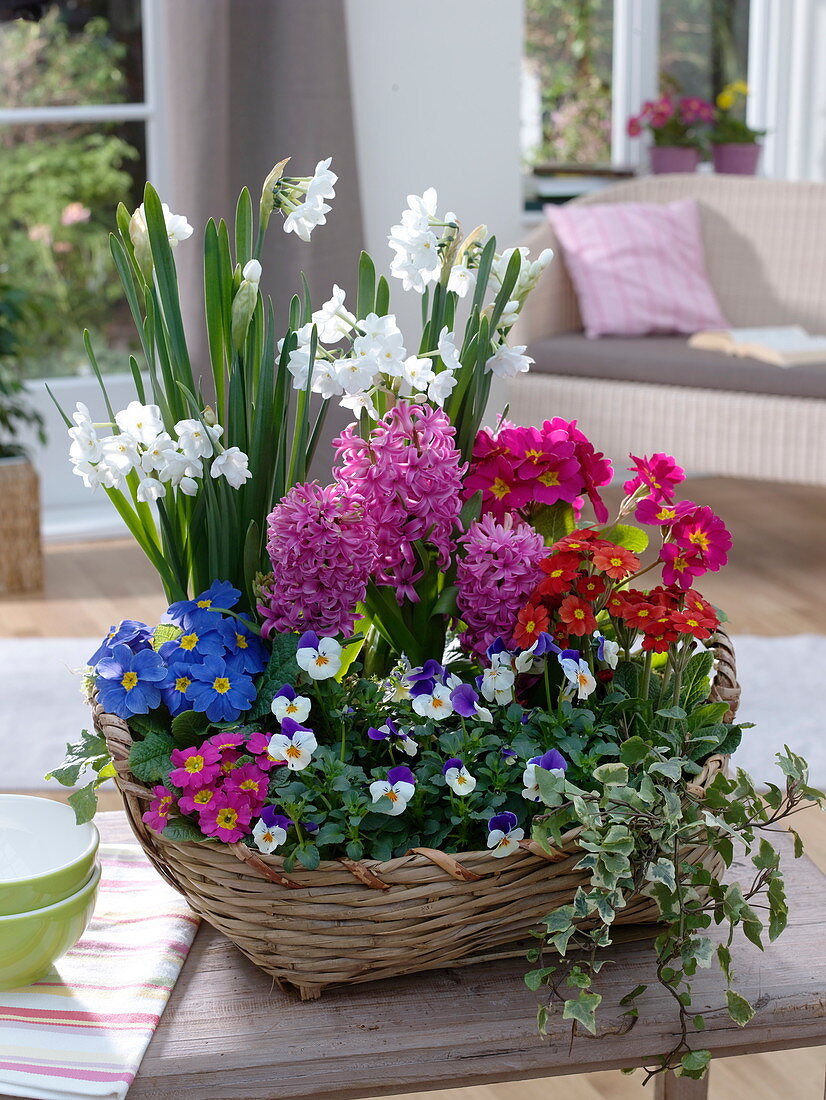 Korb bepflanzt mit Primula elatior und acaulis (Primeln), Hyacinthus