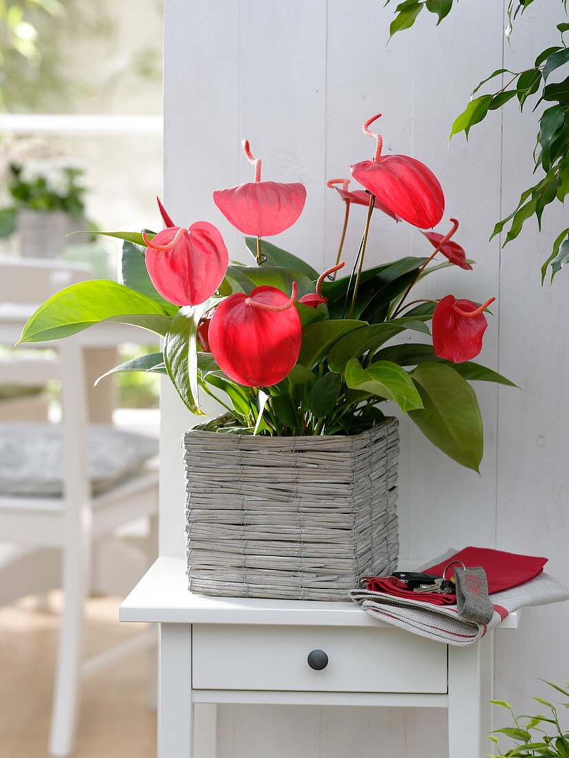 Anthurium, in a square pot of wicker