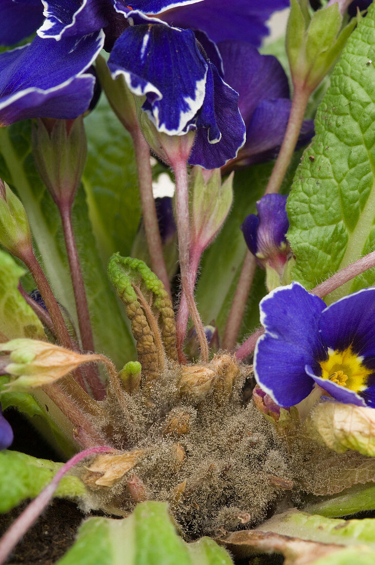 Botrytis cinerea (Grauschimmel) an Primula acaulis (Frühlingsprimel)