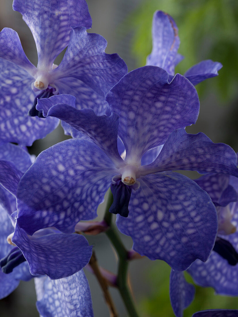 Vanda 'Blue Magic' (Tropische Orchidee)