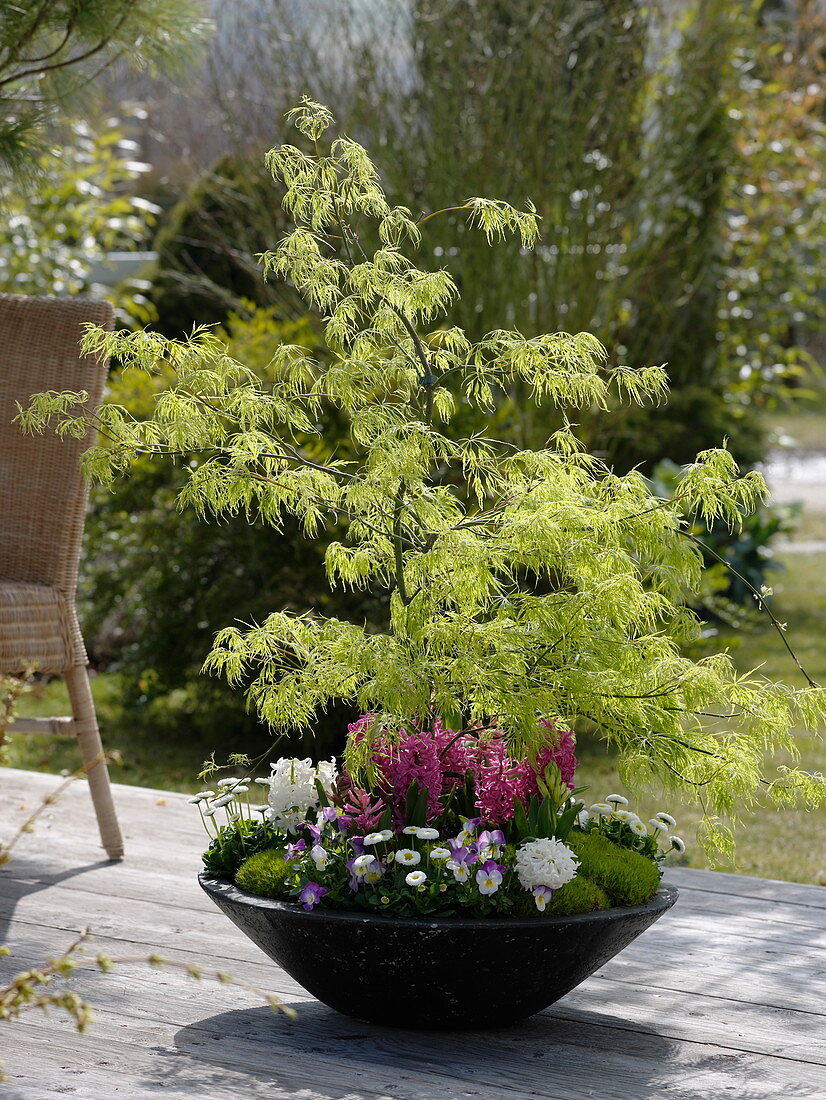 Acer palmatum 'Dissectum' (Grüner Schlitzahorn)