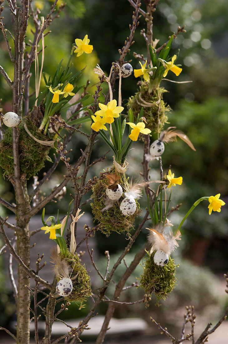 Narcissus 'Tete a Tete' (Narzissen) hängend im Moosbett