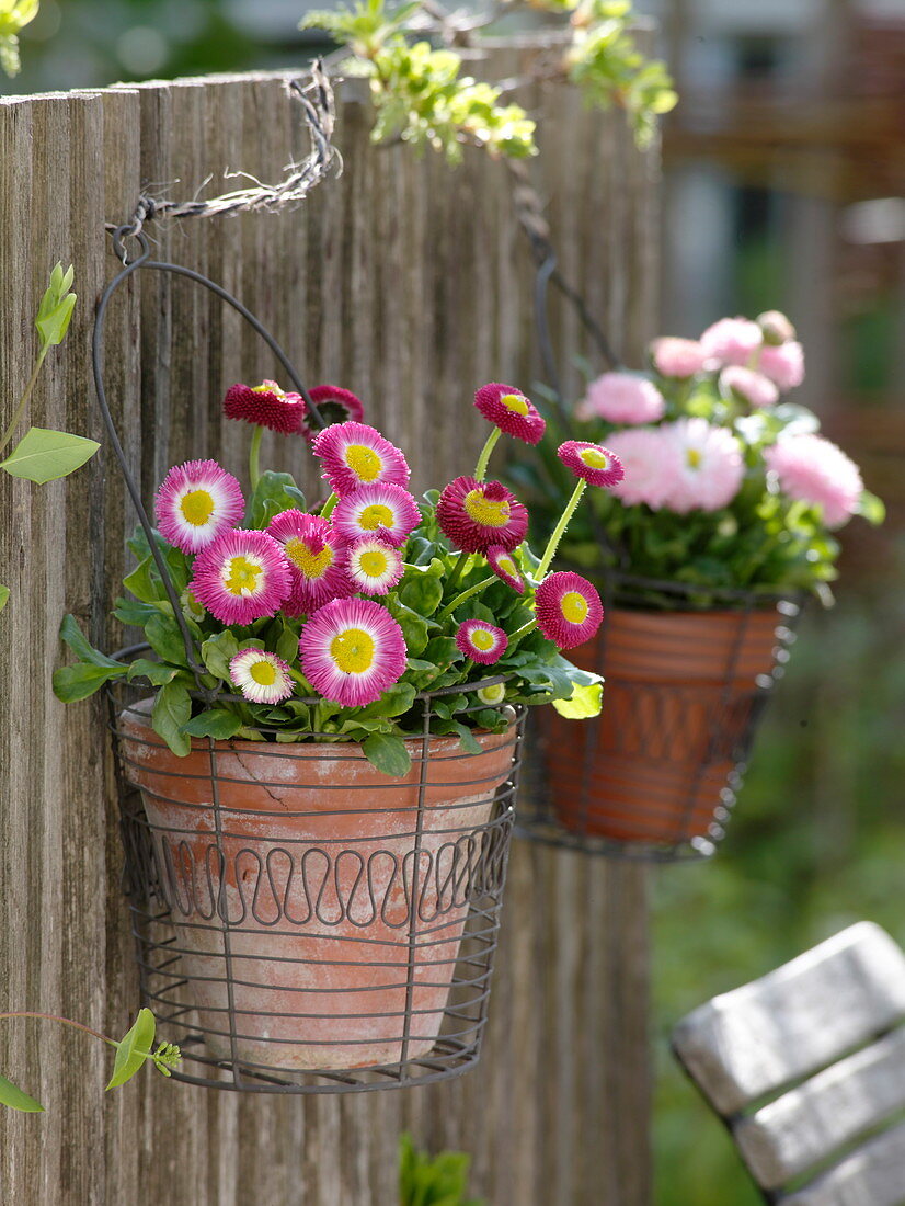 Bellis (daisies) planted in clay pots in hanging wire baskets