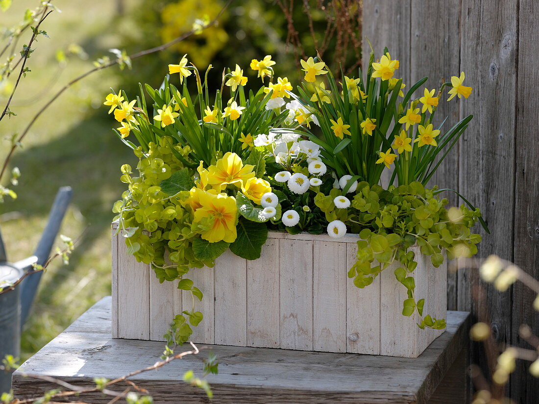 Planting wooden box with yellow and white flowers