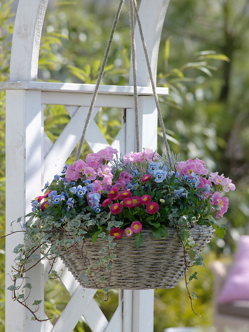 Hanging basket basket planted with Bellis, Viola cornuta