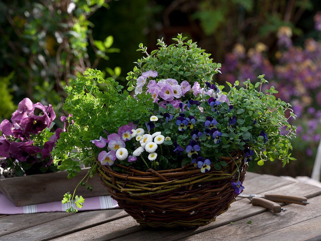 Self woven basket planted with herbs and spring flowers