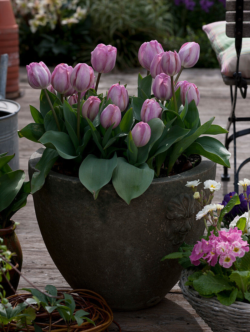 Tulipa 'New Design' (Triumph - Tulpen)