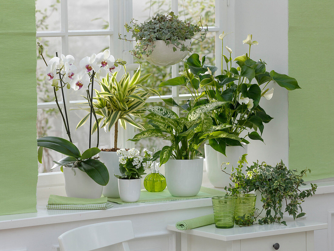 Grün-weiße Fenstergestaltung mit Phalaenopsis (Malayenblume)