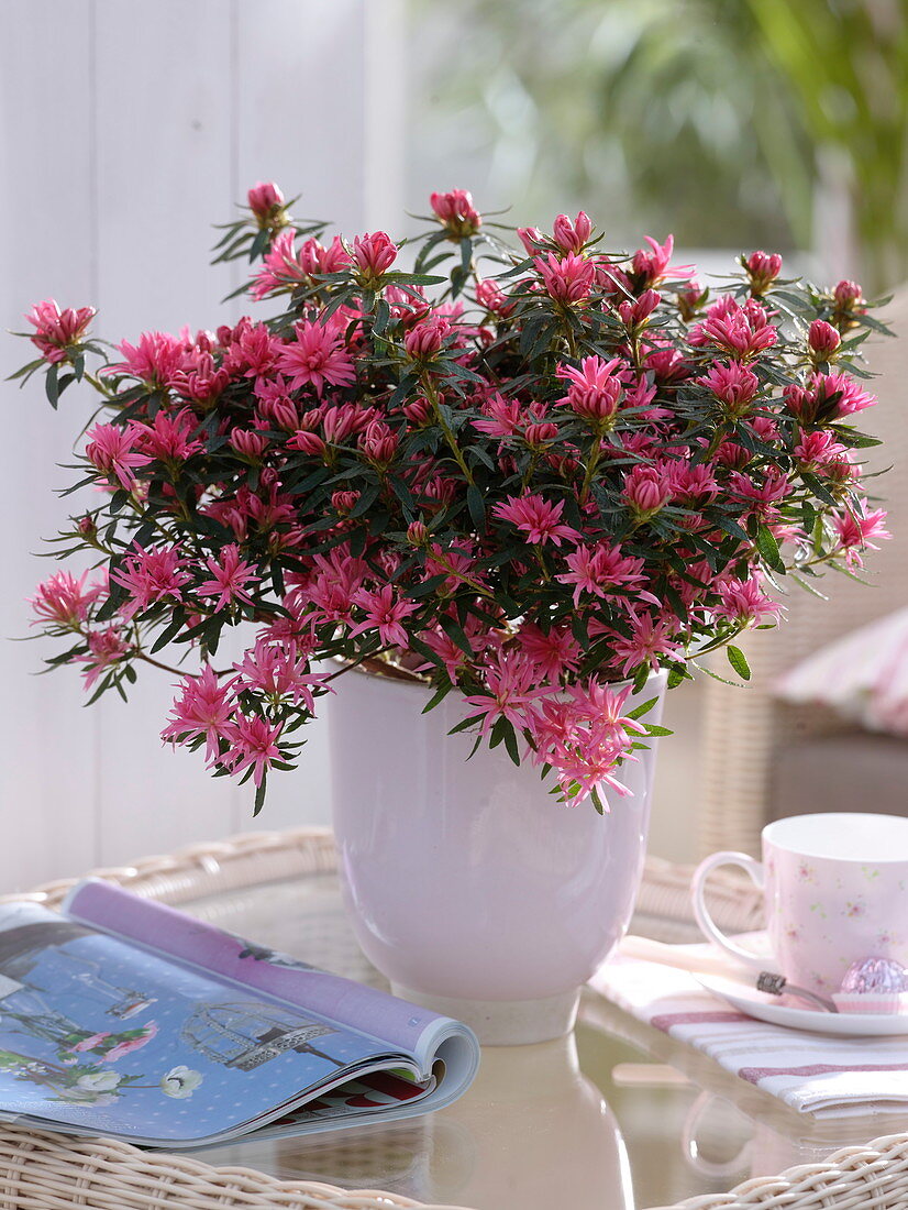 Rhododendron simsii 'Kinku Saku' (Room Azalea)