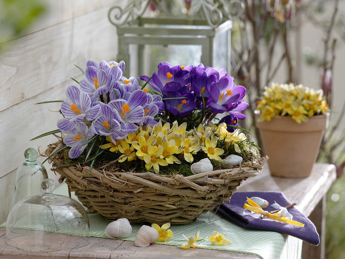 Crocus vernus 'Pickwick' 'Remembrance', Crocus chrysanthus 'Advance'