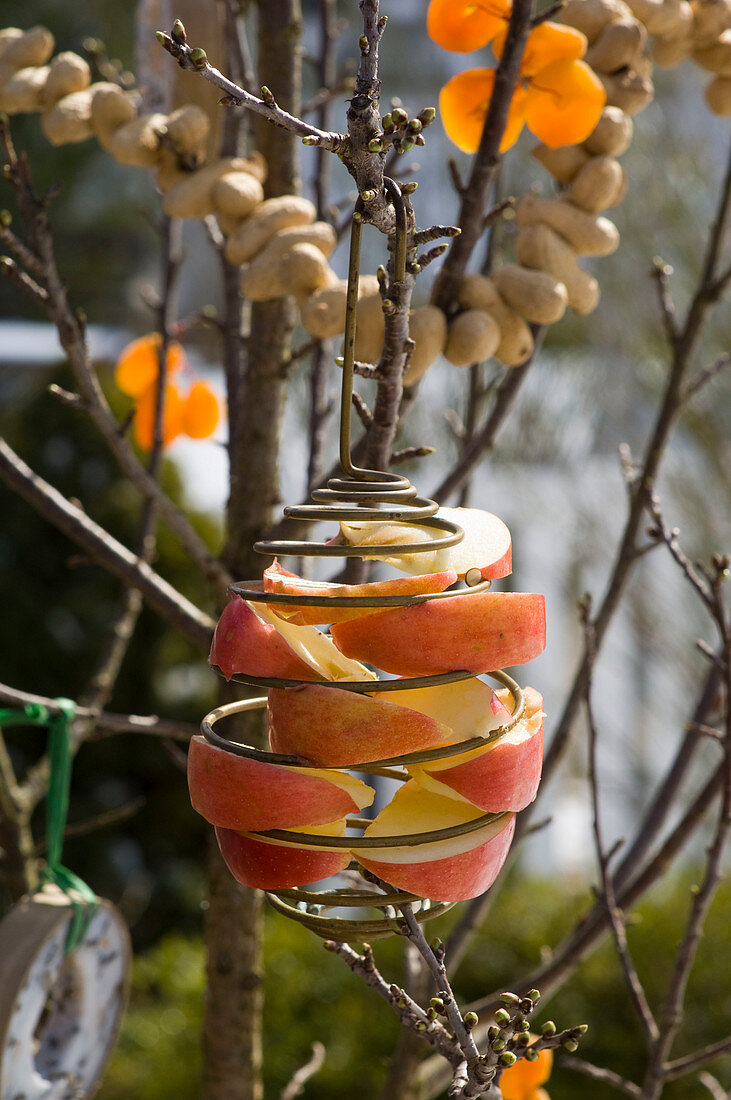 Malus (Apfelspalten) in Halterung für Meisenknödel an Zweig gehängt