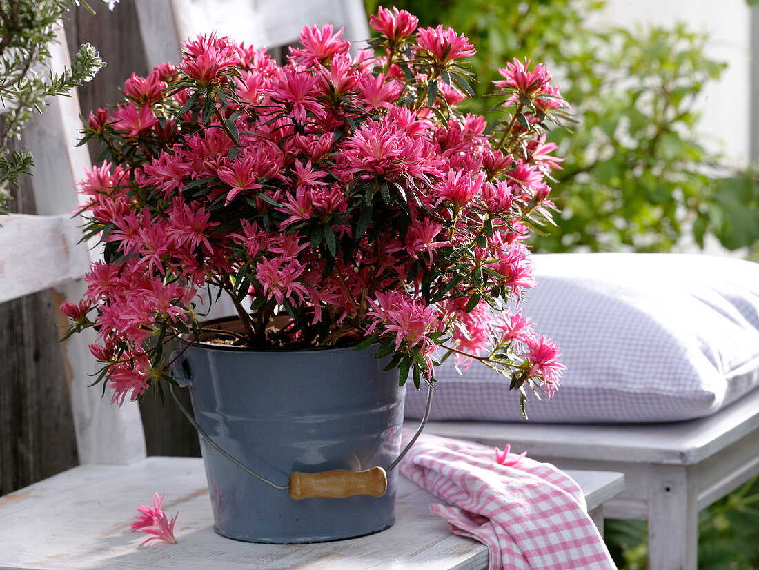 Rhododendron simsii 'Kinku Saku' (Zimmerazalee), Neuzüchtung