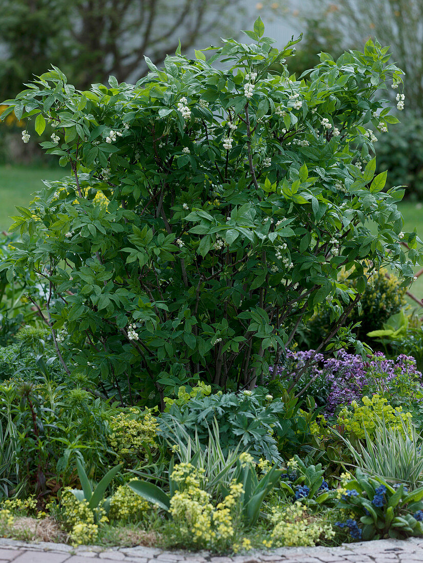Staphylea colchica (Klappernuss), Euphorbia (Wolfsmilch), Aconitum