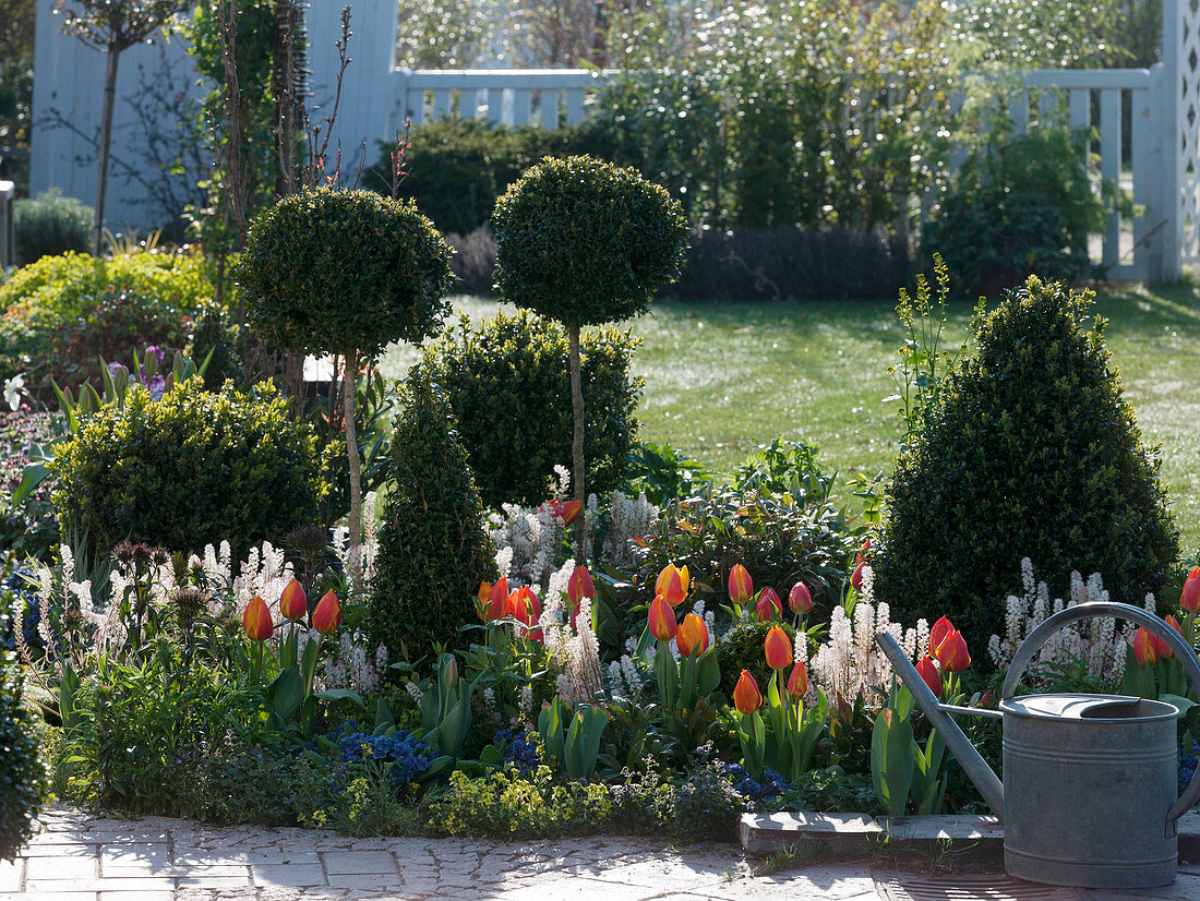 Grün-weiß-oranges Beet mit Buxus (Buchs)