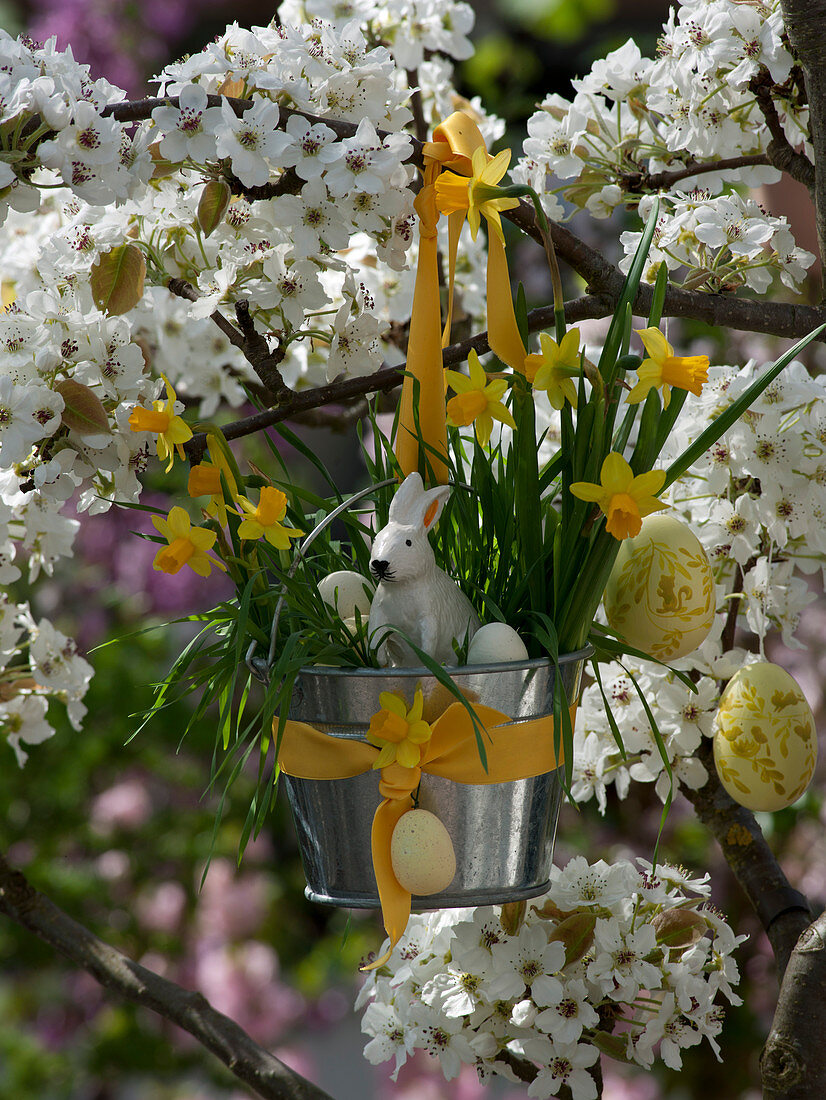 Blecheimer mit Narcissus 'Tete a Tete' (Narzissen) und Triticum