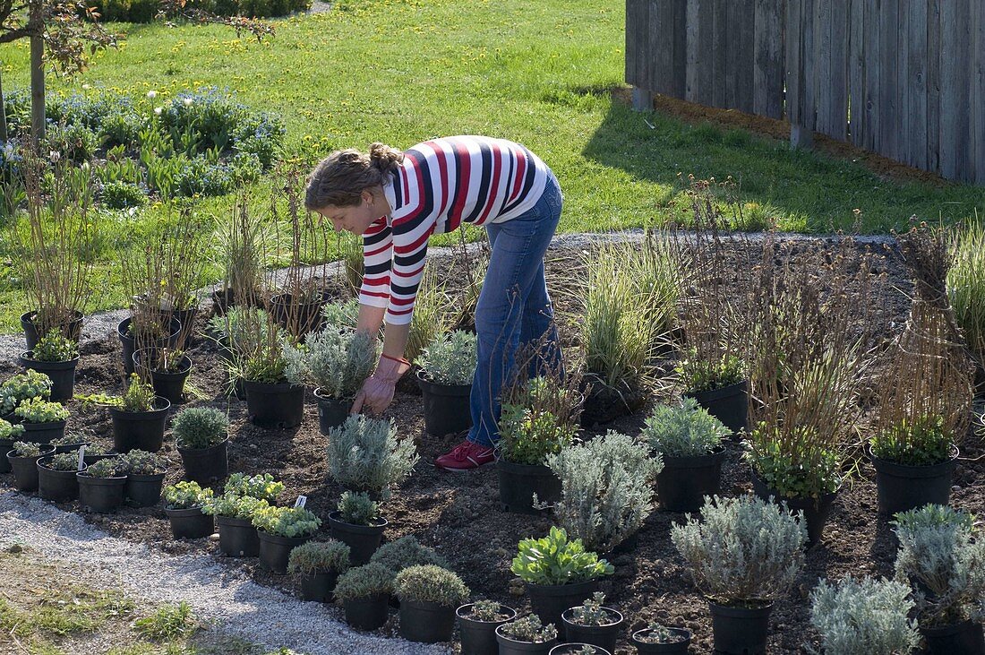 Before planting, display the shrubs on the flowerbed